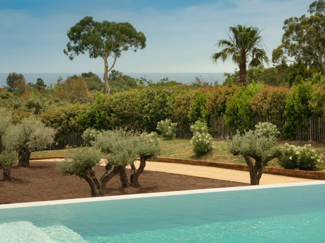 Bord de piscine à débordement avec oliviers, palmier et vue dégagée sur la mer Méditerranée
